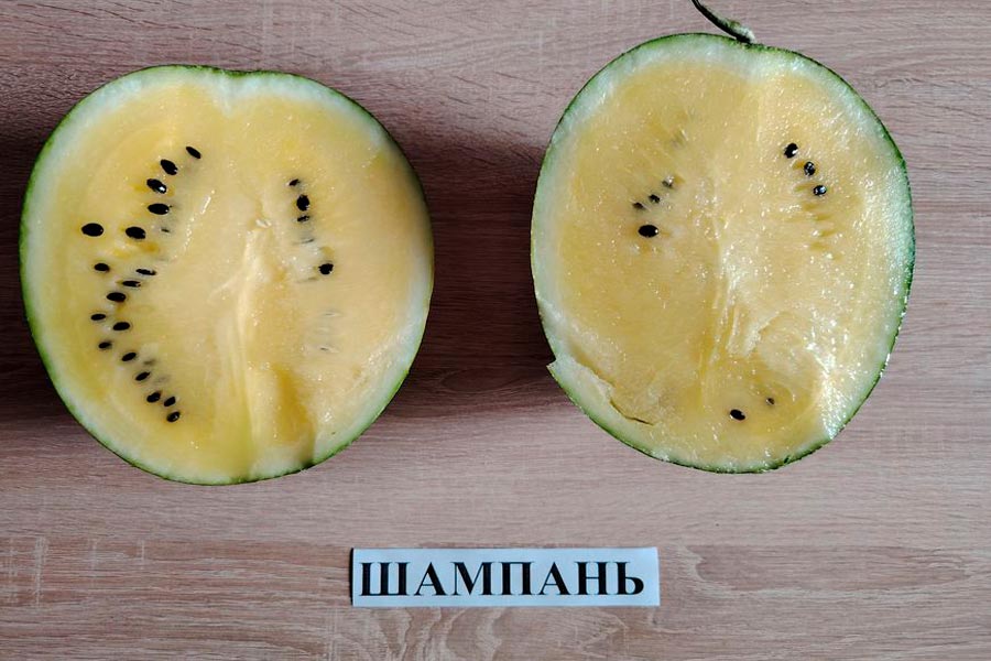 Жёлтый арбуз «Шампань», тыква «Пабло» и сахарная кукуруза. Что за новинки апробируют кобринские сортоиспытатели?
