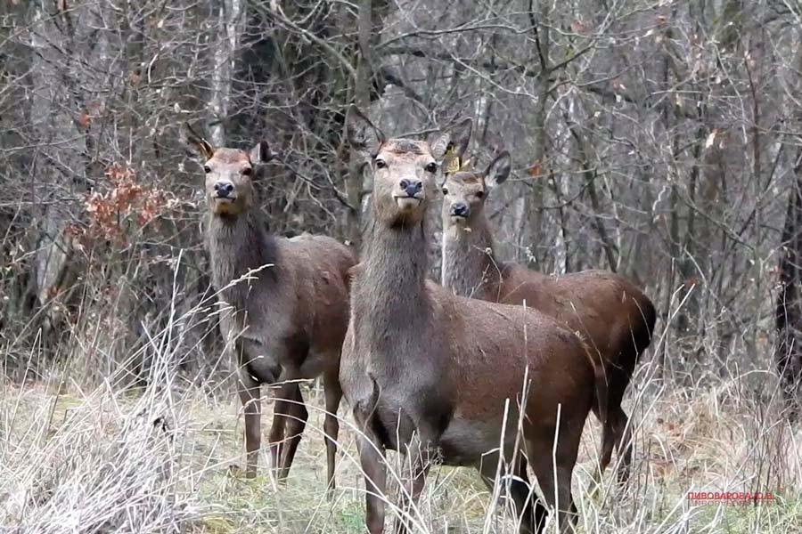 Зимние истории с копытными от опытного фотолюбителя Юлии Пивоваровой