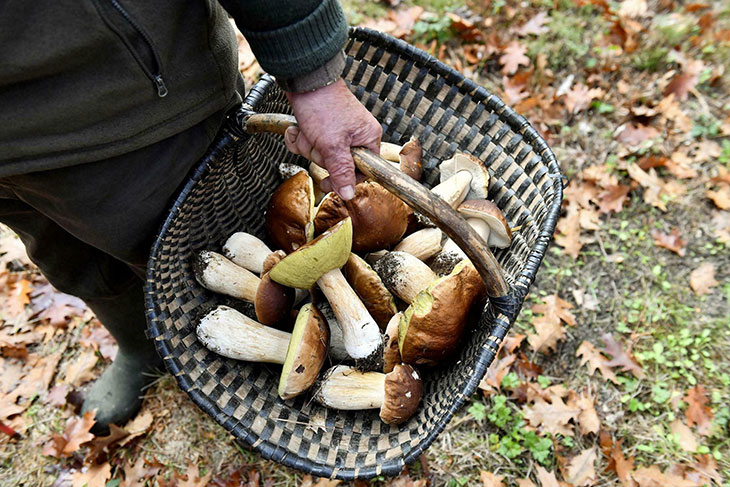 Секреты тихой охоты: что нужно знать, собираясь за грибами, рассказала врач