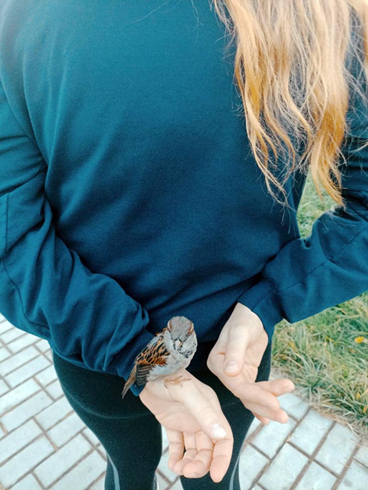В Кобрине разыскивают ручного воробья: семья спасла его от кота, приручила и очень переживает