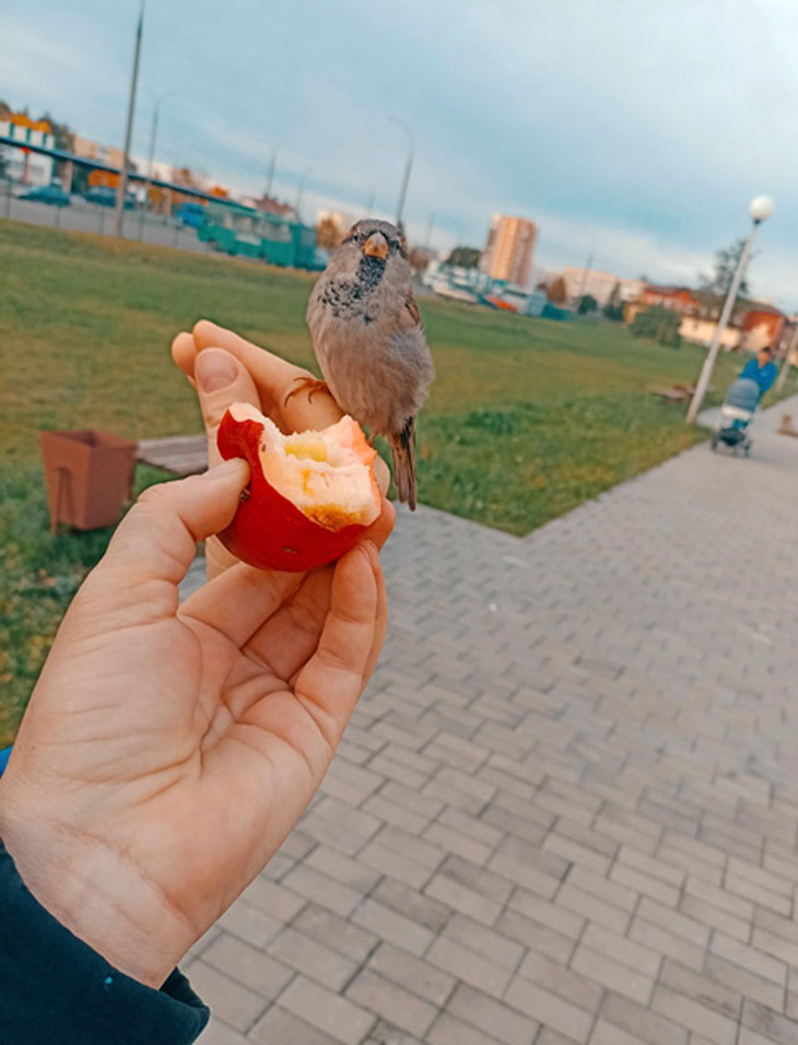 В Кобрине разыскивают ручного воробья: семья спасла его от кота, приручила и очень переживает