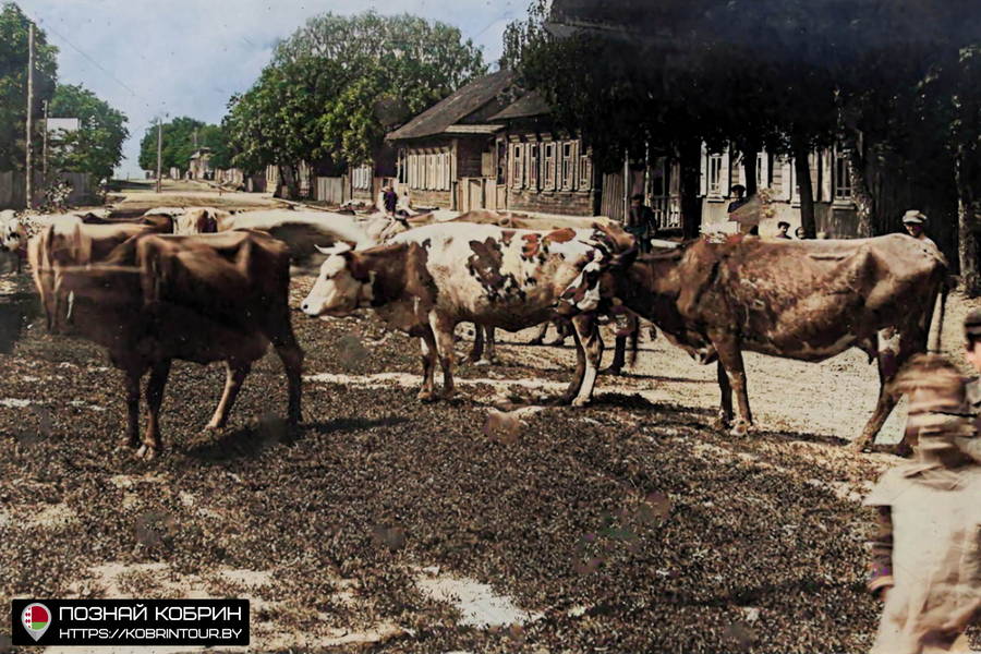 kobrin korovy1916