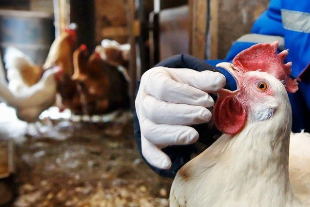 Вспышка птичьего гриппа зафиксирована в Польше недалеко от границы с Беларусью. Коснется ли проблема Брестчины?
