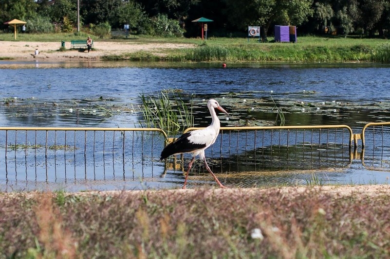 Власти определили где в Кобринском районе можно купаться, а где категорически запрещено