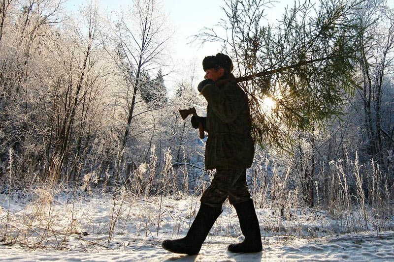 Штраф — до 8100 рублей. Что грозит за незаконную вырубку в лесу елей и сосен
