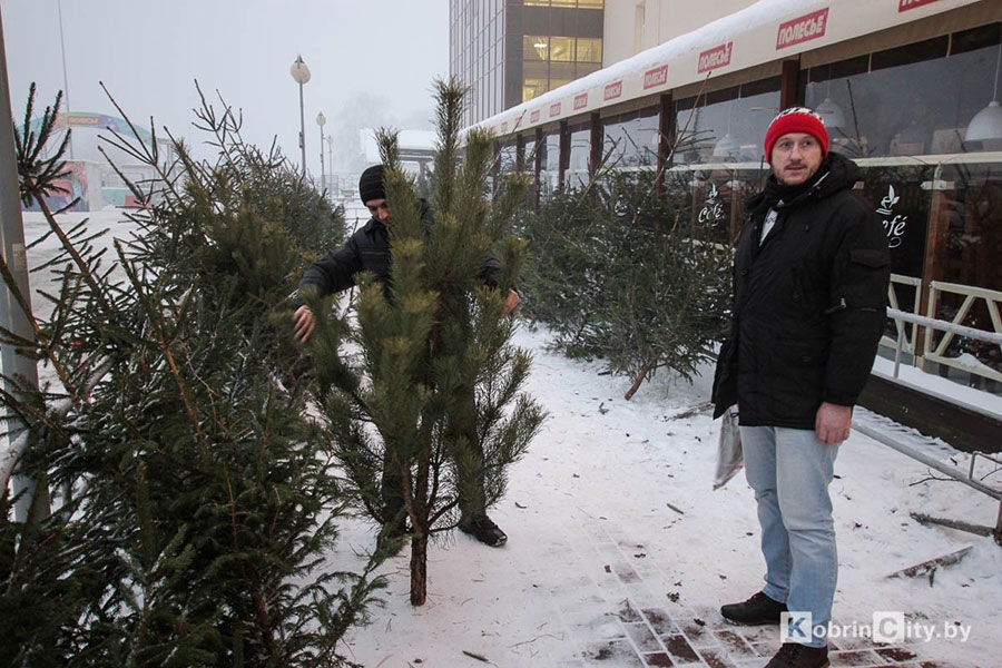 Елочные базары в Кобрине и районе откроются 21 декабря (обновлено)