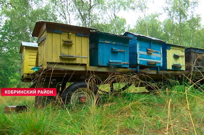 Медведь-сладкоежка ворует мёд с местных пасек под Кобрином. Видеосюжет СТВ