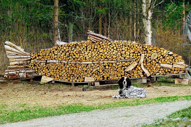 Кому дрова? Кобринский опытный лесхоз предлагает по льготной и свободной цене, готовые дрова и самозаготовку