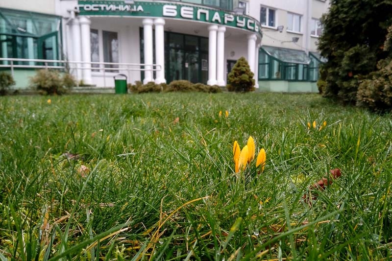 Такая зима. На клумбах в центре Кобрина расцвели крокусы