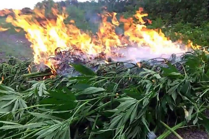 Сжигают коноплю как приготовить из конопли марихуану