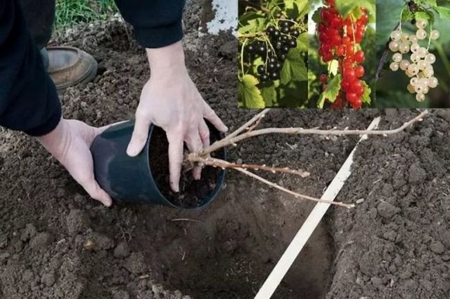 Почему ягодные кустарники нужно высаживать осенью, а не весной?