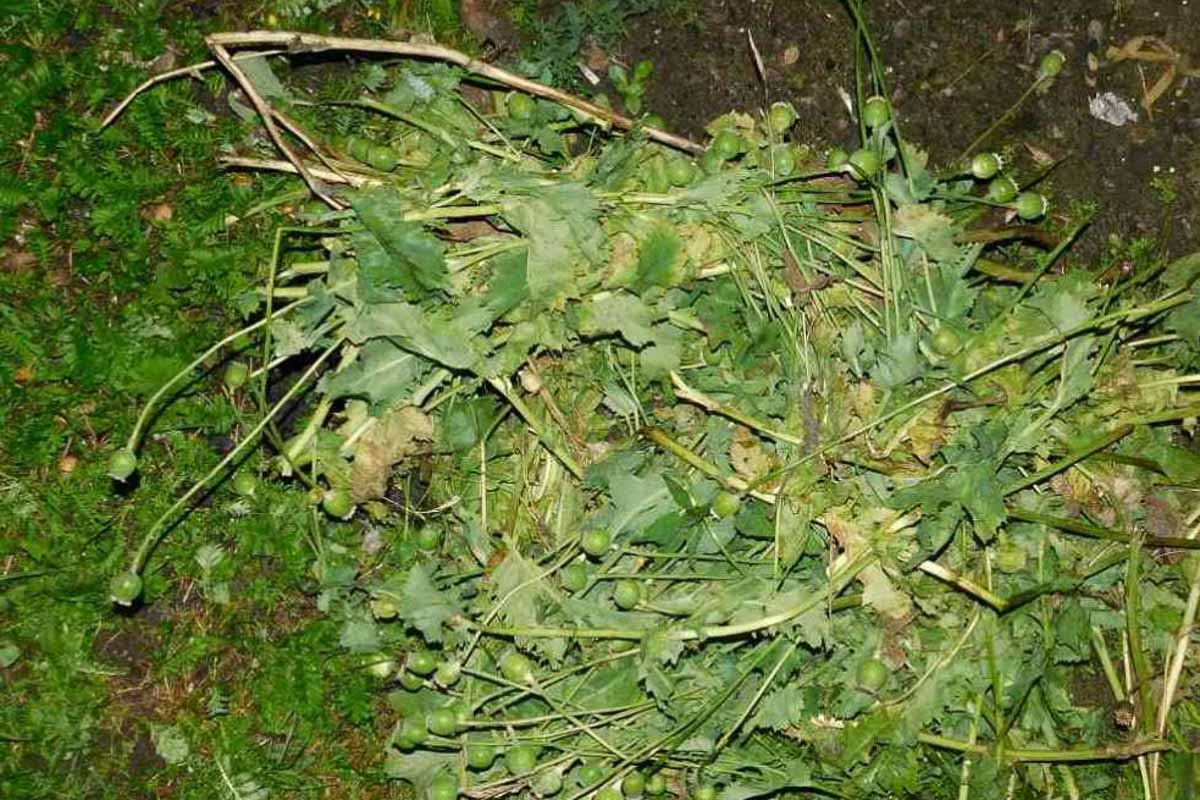 Более 4,5 килограммов мака украли с чужого двора в Кобрине. Женщина встретилась лицом к лицу с похитителем