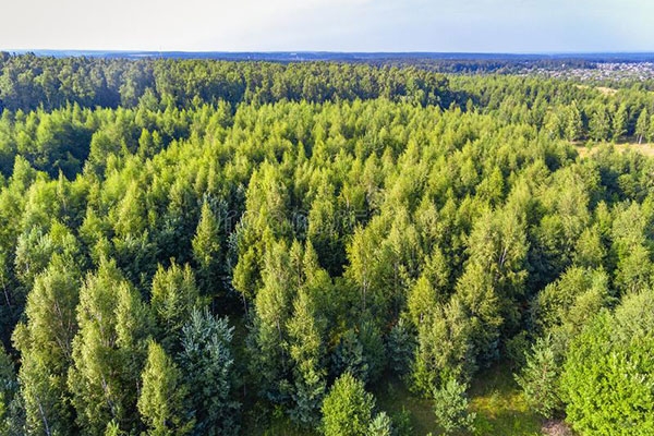 Прокуратура Брестской области проверила лесхозы и выявила ряд нарушений