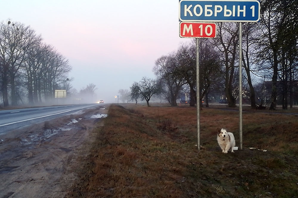 Почти Хатико: под Кобрином собака уже несколько дней ждет хозяина на обочине около знака