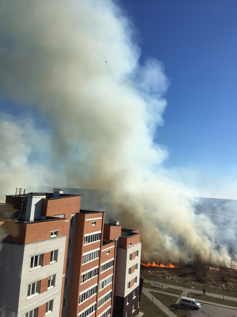 Kobrin gorit trava2