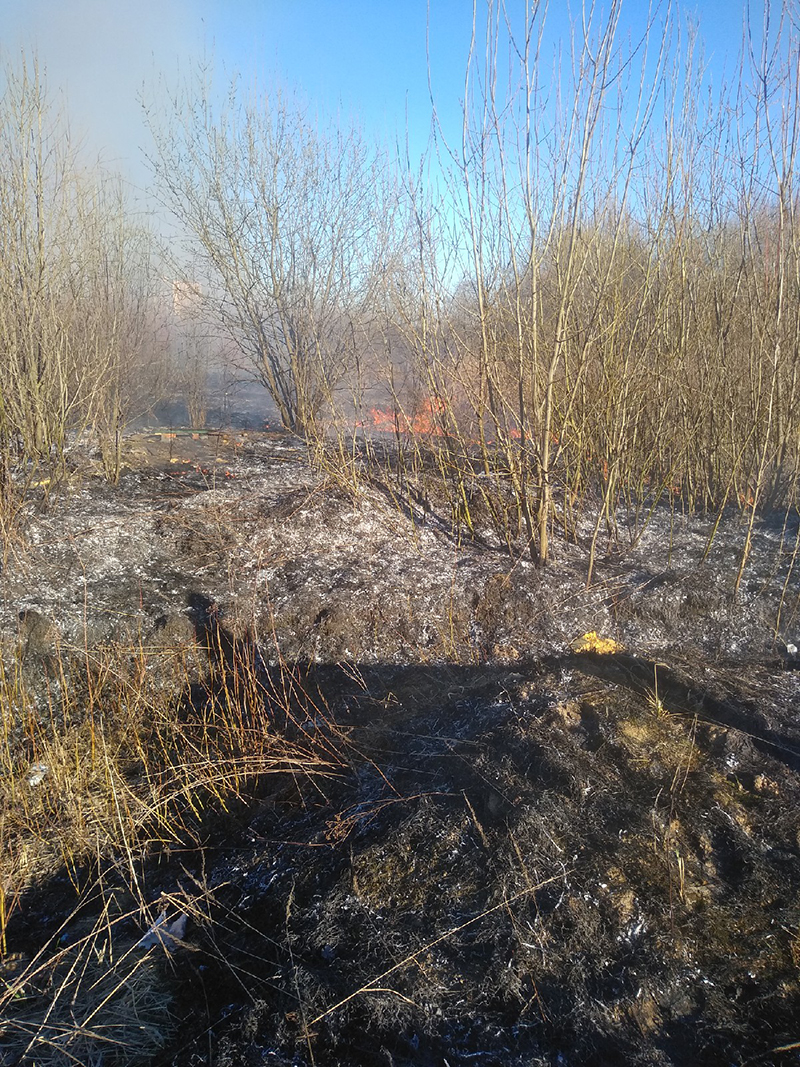 Kobrin gorit trava4