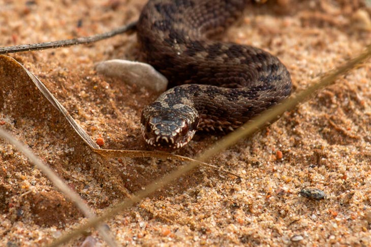 gadyuka obyknovennaya130325