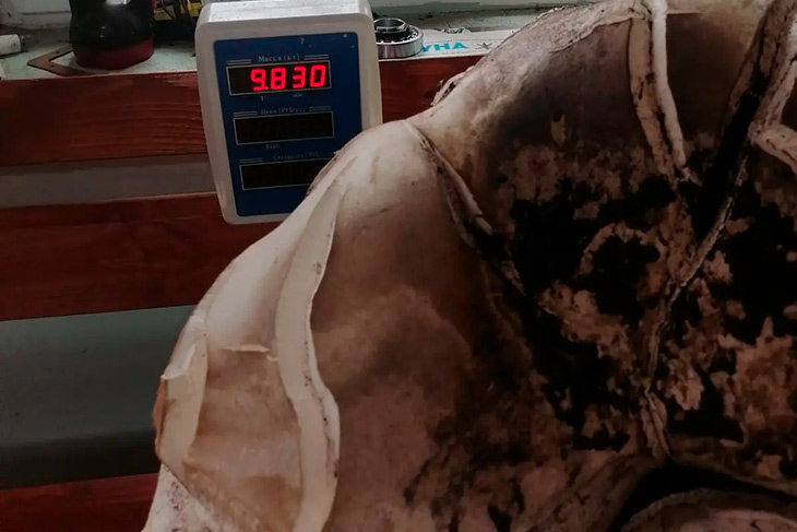 grib 10 kg 1