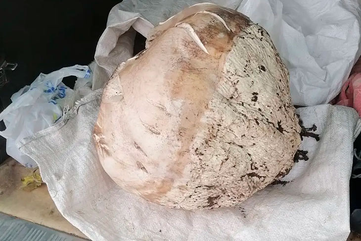 grib 10 kg 1