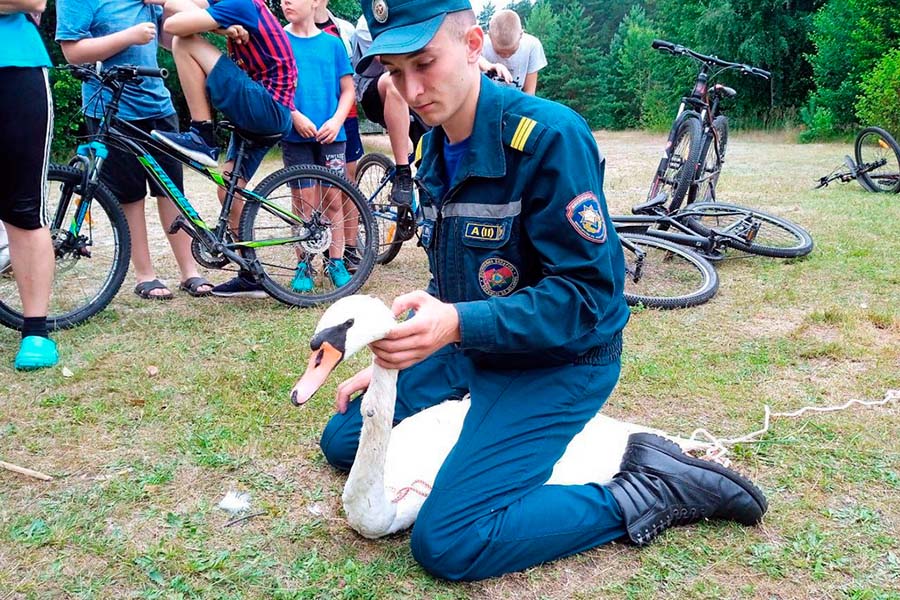 В шее лебедя застряла рыболовная блесна — помогли кобринские спасатели