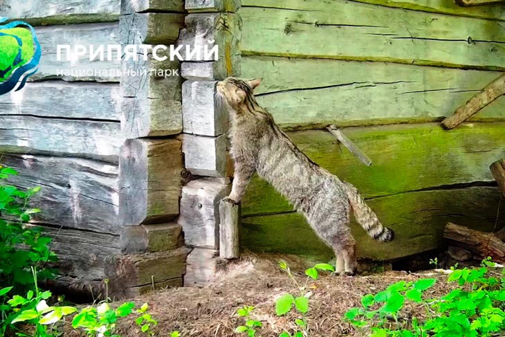 В Беларуси замечен лесной кот, который исчез почти 100 лет назад