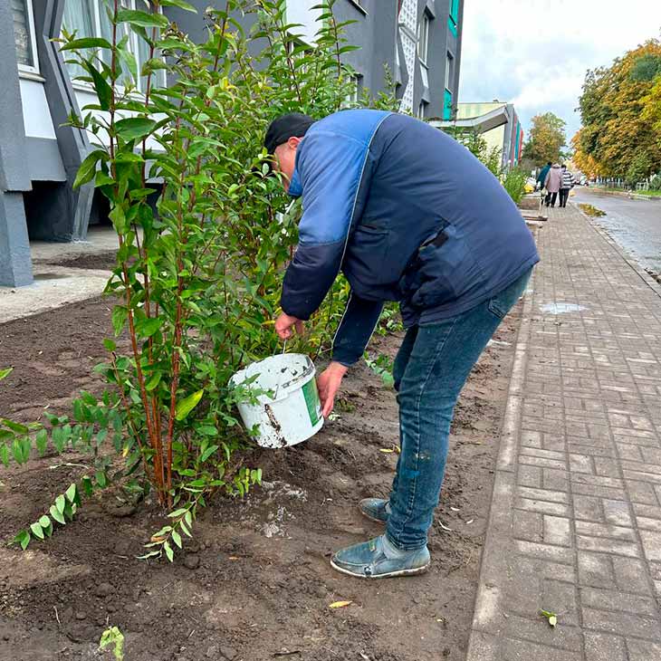 В Кобрине высадили около 900 деревьев, растений и кустарников в рамках «Единого дня озеленения»