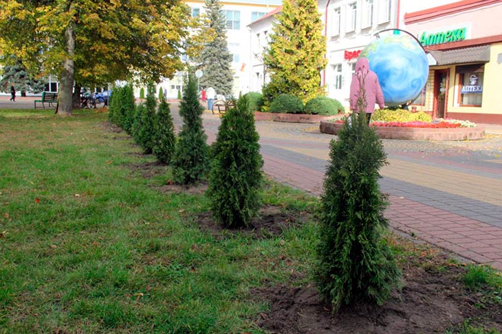 В Кобрине высадили около 900 деревьев, растений и кустарников в рамках «Единого дня озеленения»