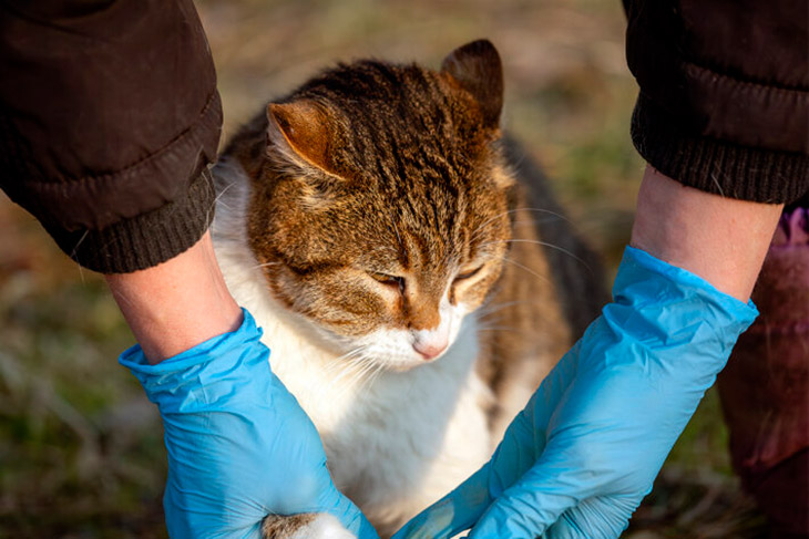 veterinar osmatrivaet kota130325