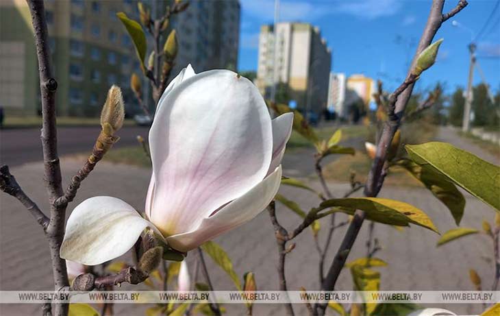 Это что-то удивительное — в Бресте осенью зацвела магнолия