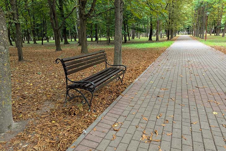 Осенние пейзажи в июле: почему в Кобрине опадают каштаны и другие деревья