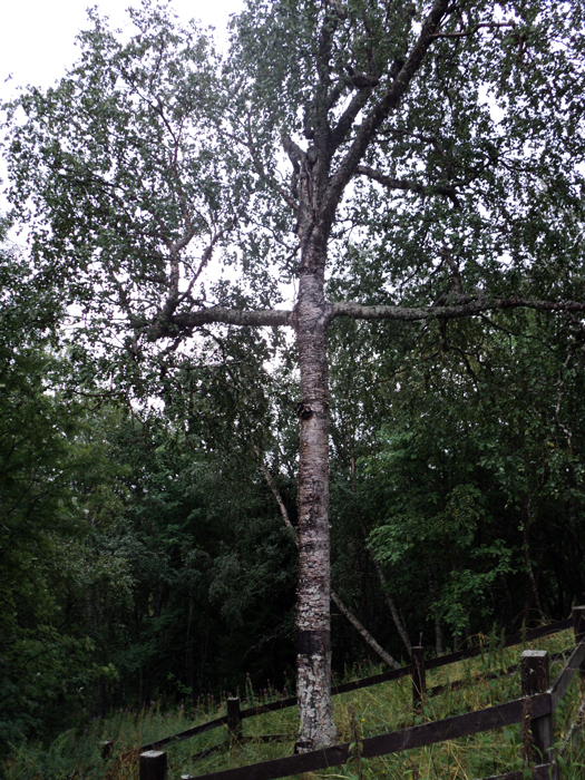 solovki09