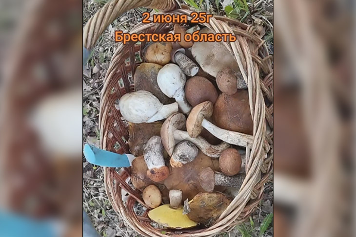 Жительница Брестской области собрала целую корзину грибов в начале июня и удивила TikTok