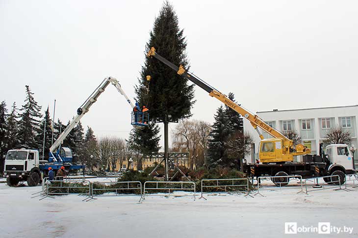 В центре Кобрина устанавливают традиционную новогоднюю елку