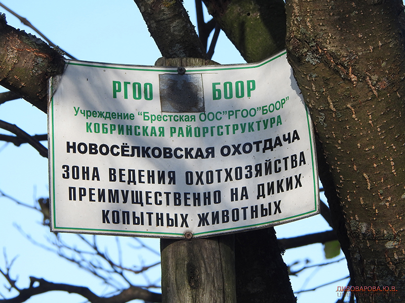 «Войско» шагающих коряг и отголоски далекой войны. Путешествие Юлии Пивоваровой на хутор Ор