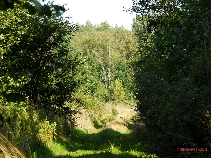 pivovarova 09 07 8