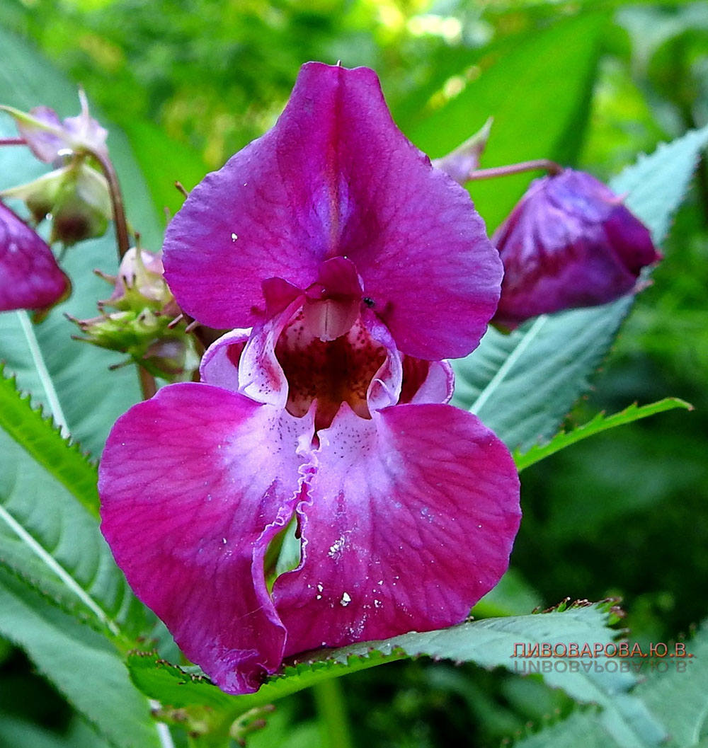 nedotroga1