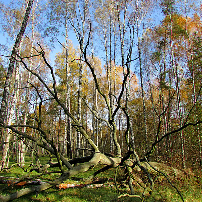 opasniLes3
