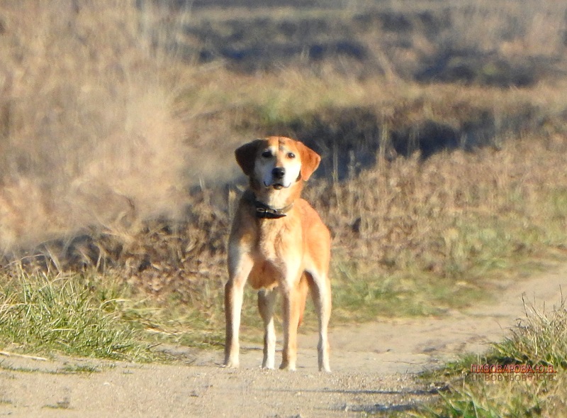 pivovarova 1 2020 21