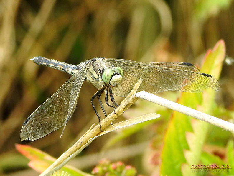 pivovarova 09 28 