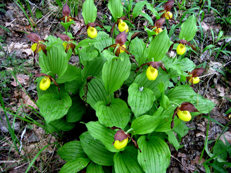 venerin1