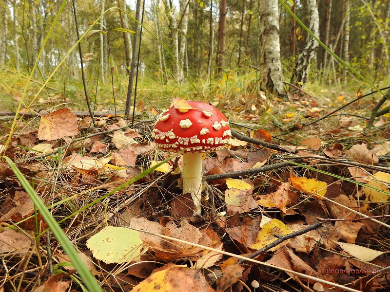 «Я влюбилась!» Осеннее путешествие фотолюбителя Юлии Пивоварововой (ФОТО)