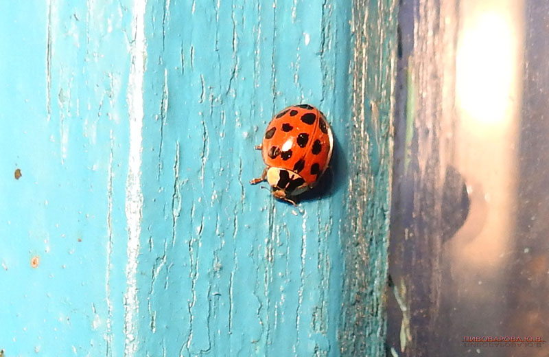 Неужто весна?! Под Кобрином поют первые жаворонки, летают бабочки и танцуют лебеди