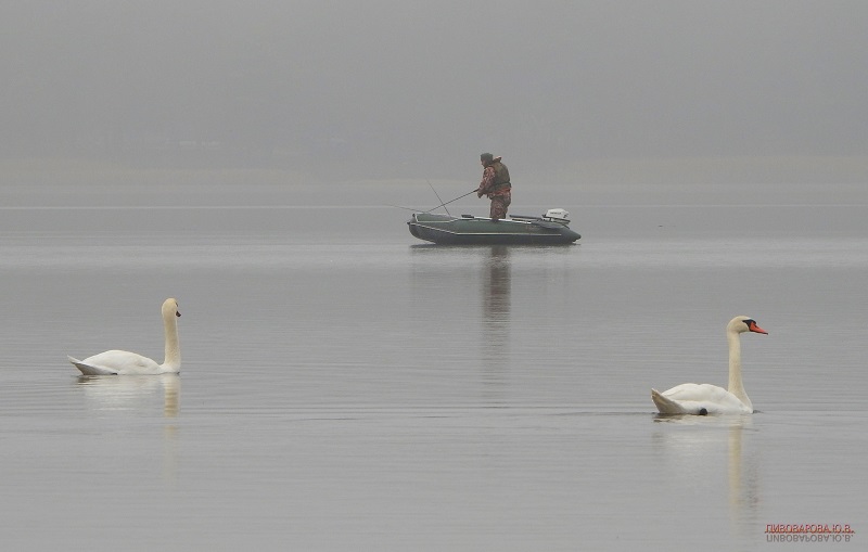 Дома лучше! Десятки лебедей и сотни крякв уже несколько лет остаются зимовать на озере Любань
