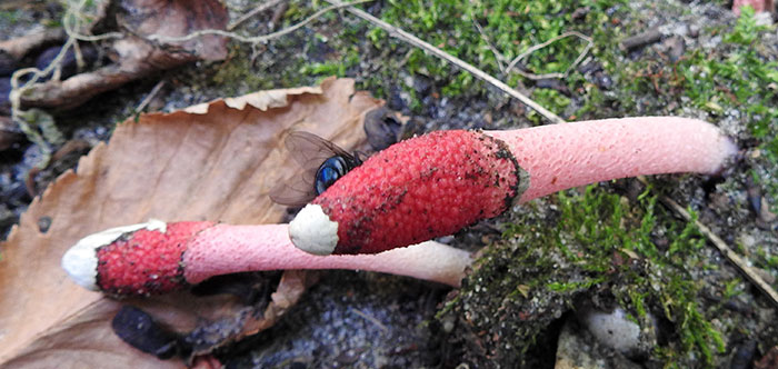 mutinus