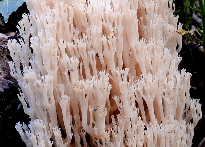 ramaria gelt