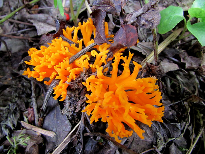 ramaria gelt1