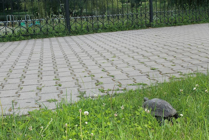 Kobrin bolotnaja herepaha
