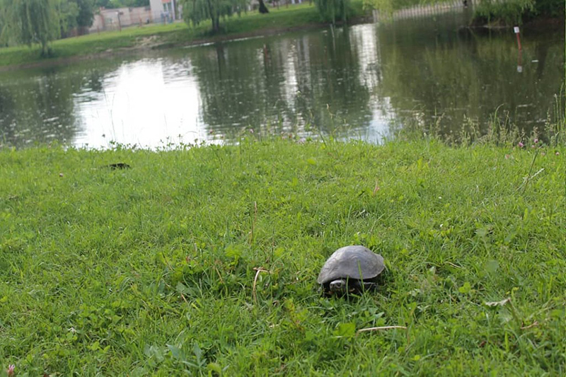 Kobrin bolotnaja herepaha 2