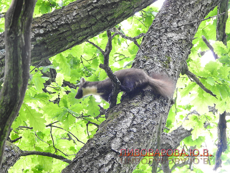 PivovarovaJ 28 06 2019