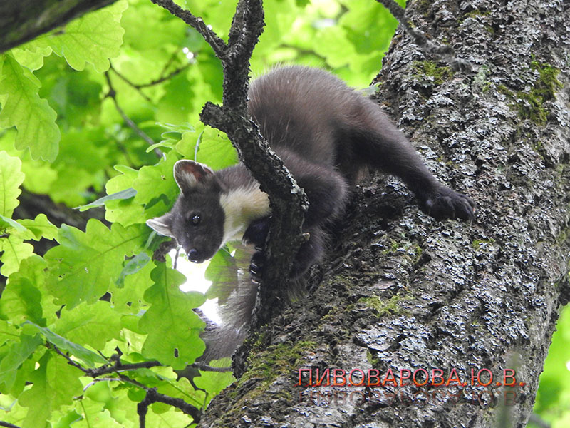PivovarovaJ 28 06 2019 1